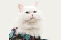 HIT czy KIT? Casting: kociaki-topmodelki poszukiwane (Wideo)